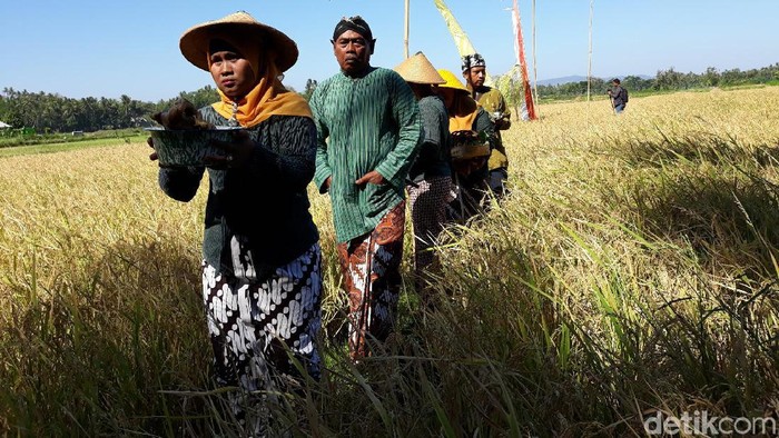 Tradisi Wiwitan, Cara Petani Jawa Mengungkapkan Syukur Saat Musim Panen Tiba